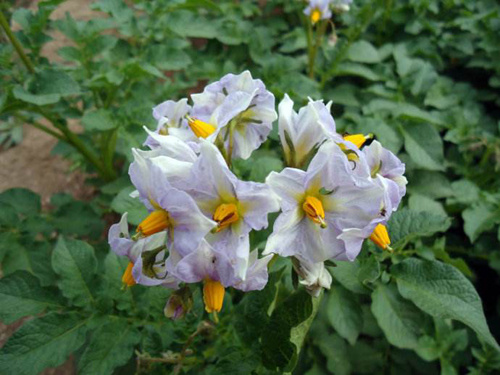 土豆发芽不能吃了就得扔掉?四种巧用发芽土豆的实用小妙招